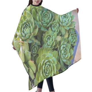 Personality  Succulents Hair Cutting Cape