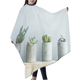 Personality  Succulent Plants In Pots Hair Cutting Cape