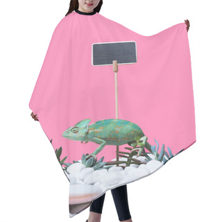 Personality  Cute Colorful Chameleon Crawling On Stones And Succulents, Blank Sign Isolated On Pink  Hair Cutting Cape