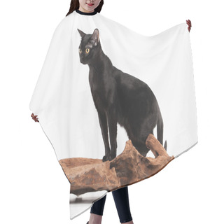 Personality  Black Traditional Bombay Cat On White Background Hair Cutting Cape