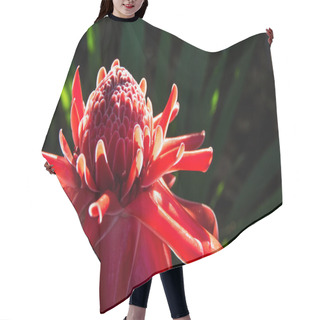 Personality   Etlingera Elatior Flowers Hair Cutting Cape