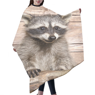 Personality  Portrait Of A Raccoon Hair Cutting Cape