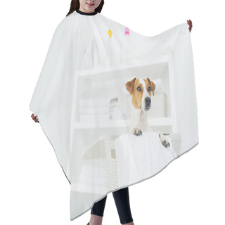 Personality  Photo Of Jack Russel Terrier In Laundry Basket With Towels, White Washing Room With Console. Domestic Atmosphere. Laundry Room And Pet In It Hair Cutting Cape