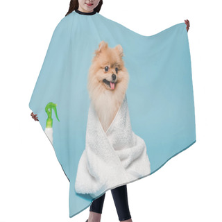 Personality  Little Pomeranian Spitz Dog Wrapped In Towel On Blue With Spray Bottles And Rubber Duck Hair Cutting Cape