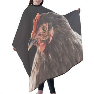 Personality  Close Up Of Cute Brown Chicken Isolated On Black Hair Cutting Cape