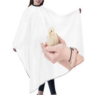 Personality  Partial View Of Person Holding Cute Little Chick In Hands Isolated On White Hair Cutting Cape