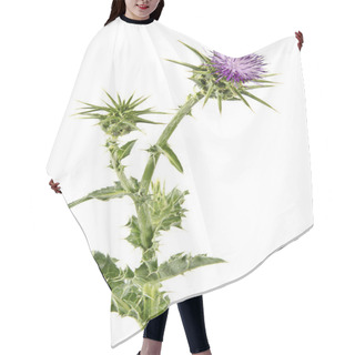 Personality  Flowering Spear Thistle (Cirsium Vulgare) Hair Cutting Cape