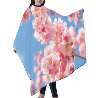 Personality  Cherry Blossoms, Spring Tree, Flowers On Branches Hair Cutting Cape