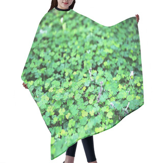 Personality  Background From Plant Clover Four Leaf. Irish Traditional Symbol. St.Patrick Day. Hair Cutting Cape