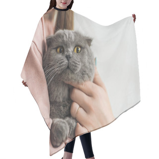 Personality  Cropped Shot Of Woman Carrying Cute Scottish Fold Cat Hair Cutting Cape
