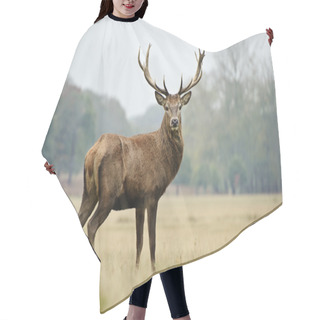 Personality  Portrait Of Majestic Red Deer Stag In Autumn Fall Hair Cutting Cape