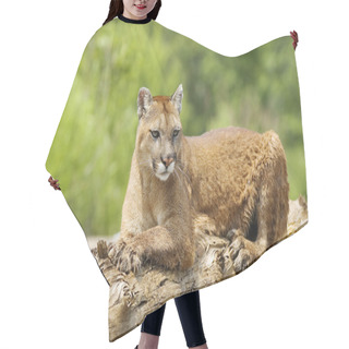 Personality  Cougar Lying On Log Hair Cutting Cape