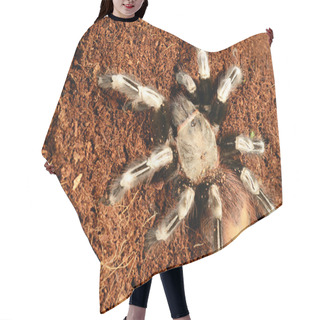 Personality  Goliath Bird Eater Spider Hair Cutting Cape