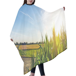 Personality  Corn Or Miaze Field Garden Agriculture In Countryside Hair Cutting Cape