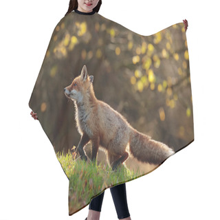 Personality  Wildlife Scene Of Cute Red Fox Walking In Grass With Autumn Leaves In Fall Forest, Natural Habitat Environment  Hair Cutting Cape