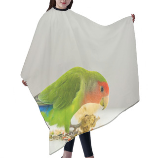 Personality  Rosy-faced Lovebird Eating Scattered Seeds Hair Cutting Cape