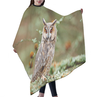 Personality  Long-eared Owl Sitting On Branch  Hair Cutting Cape