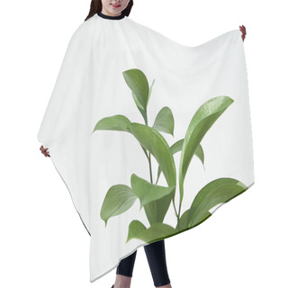 Personality  Green And Fresh Leaves Near White Wall  Hair Cutting Cape