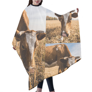 Personality  Collage Of Cow With Horns Eating Grass On Pasture In Ukraine Hair Cutting Cape