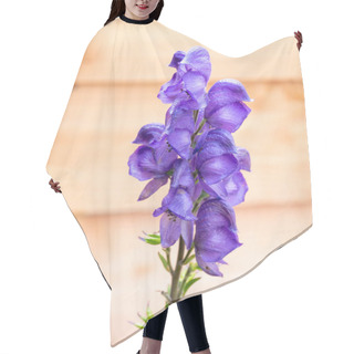 Personality  Monkshood, Aconitum Napellus, With Purple Blue Flowers In Garden, Netherlands Hair Cutting Cape