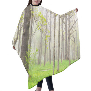 Personality  Beautiful Mistery View Of The Foggy Forest In Spring Hair Cutting Cape