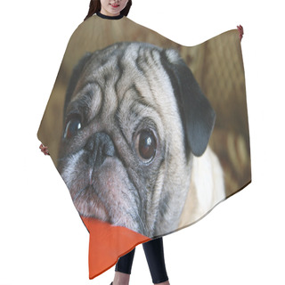 Personality  Pug With Sad Eyes Hair Cutting Cape