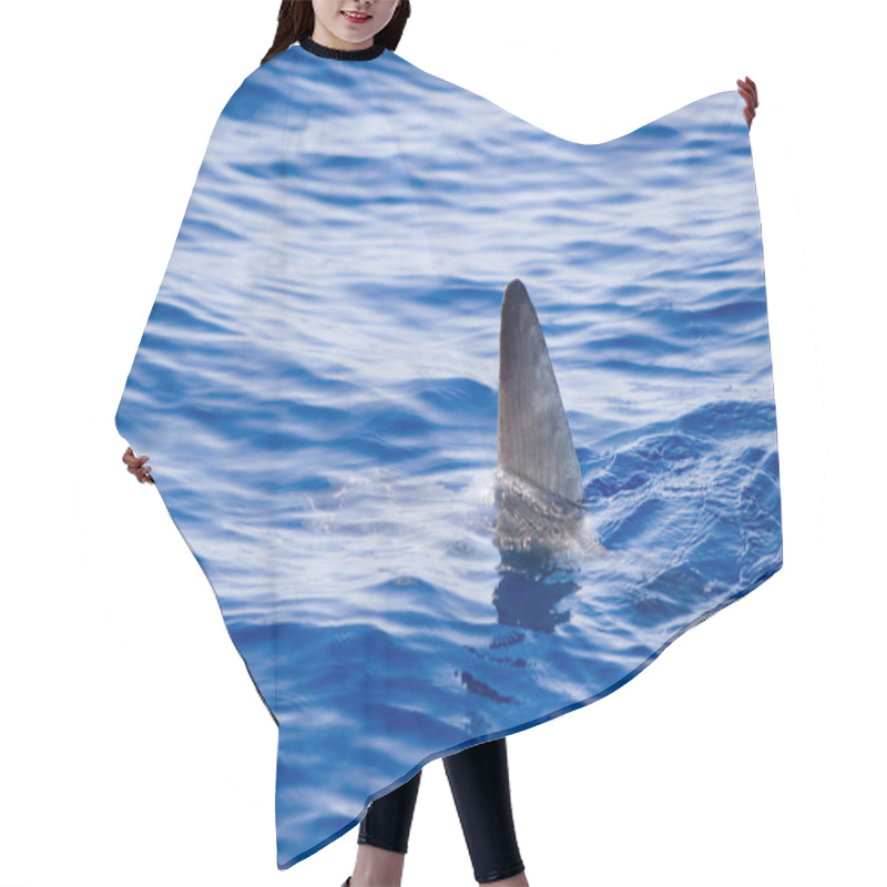 Personality  Sunfish Fin Coming Out Water As A Shark Metaphor Hair Cutting Cape