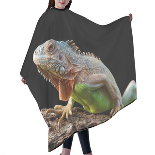 Personality  Iguana With Colorful Close Up Hair Cutting Cape