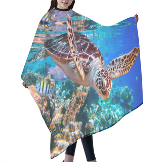 Personality  Sea Turtle Swims Under Water On The Background Of Coral Reefs. Maldives Indian Ocean Coral Reef. Hair Cutting Cape