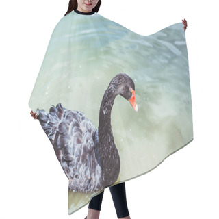 Personality  Close-up Shot Of Beautiful Black Swan Swimming In Blue Pond Hair Cutting Cape