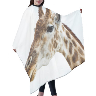 Personality  Wild Giraffe With Long Neck Against Blue Sky With Clouds  Hair Cutting Cape