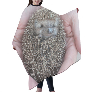 Personality  Cute Hedgehog Baby In Male Hand, Closeup Hair Cutting Cape