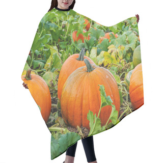 Personality  Growing Pumpkins In Field Hair Cutting Cape