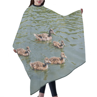 Personality  Close Up View Of Flock Of Ducklings With Mother Duck Swimming In Water  Hair Cutting Cape