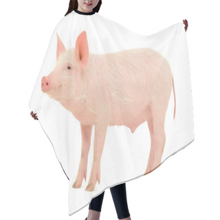 Personality  Pig On White Hair Cutting Cape