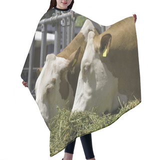 Personality  Cows Are Feeding Hair Cutting Cape