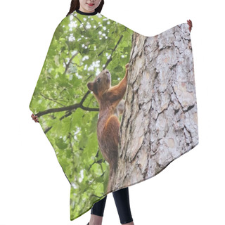 Personality  A Small Brown Squirrel Climbing A Tree Hair Cutting Cape
