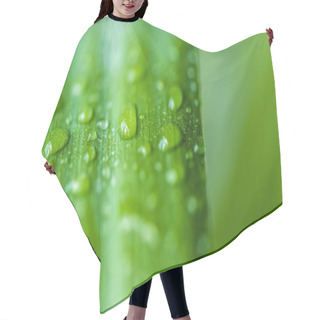 Personality  Close Up View Of Green Leaf With Water Drops On Blurred Background  Hair Cutting Cape