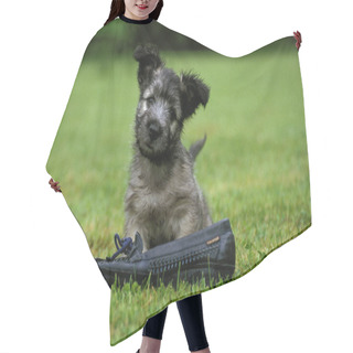 Personality  Skye Terrier, Pup Playing With Shoe   Hair Cutting Cape