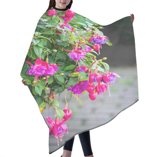 Personality  Beautiful Blooming Pink And Purple Fuchsia Flowers In The Garden Hair Cutting Cape