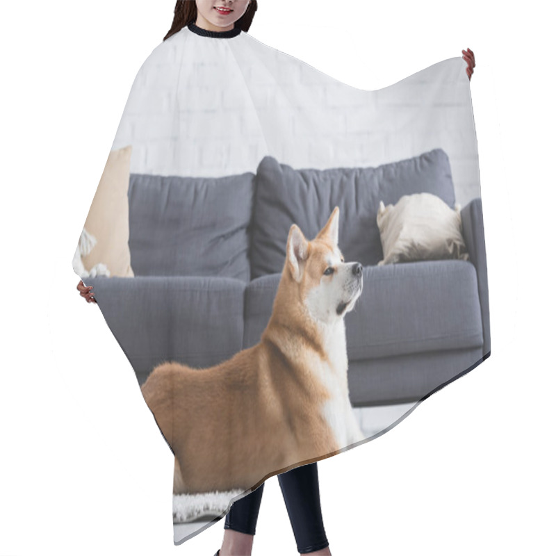 Personality  Akita Inu Dog Lying On Carpet Near Couch In Modern Living Room Hair Cutting Cape