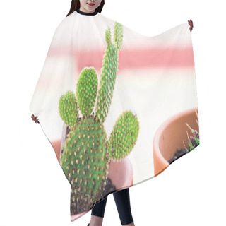 Personality  Cactus Plants In A Flower Pots  Hair Cutting Cape