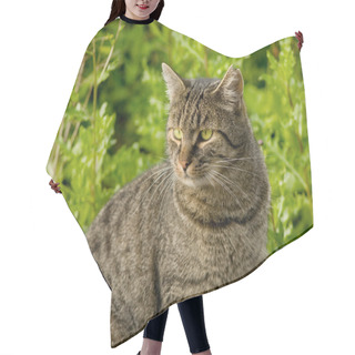 Personality  Old Cat With Lacerated Ear Hair Cutting Cape