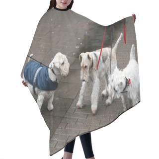 Personality  Happy Dogs Walking Outdoors On Lead Hair Cutting Cape