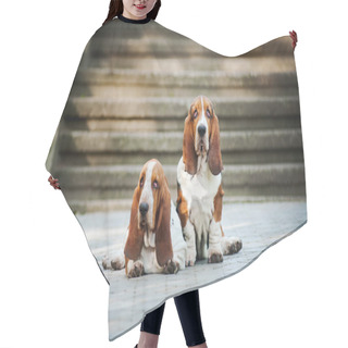 Personality  Two Basset Hound Hair Cutting Cape