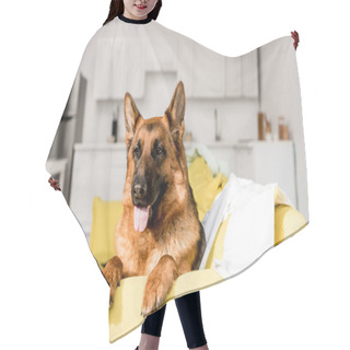 Personality  Cute German Shepherd Lying On Bright Yellow Sofa And Looking Away In Messy Apartment  Hair Cutting Cape