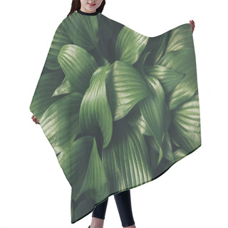 Personality  Full Frame Image Of Hosta Leaves Background  Hair Cutting Cape
