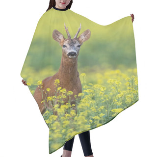 Personality  Roe Deer Buck Standing On A Flowery Rape Field With Yellow Flowers In Summer Hair Cutting Cape