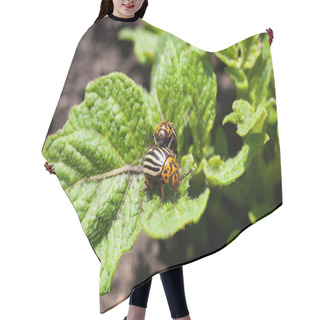 Personality  Potato Bugs On Leaves Hair Cutting Cape