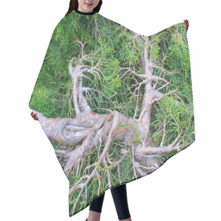 Personality  Cupressus Hair Cutting Cape